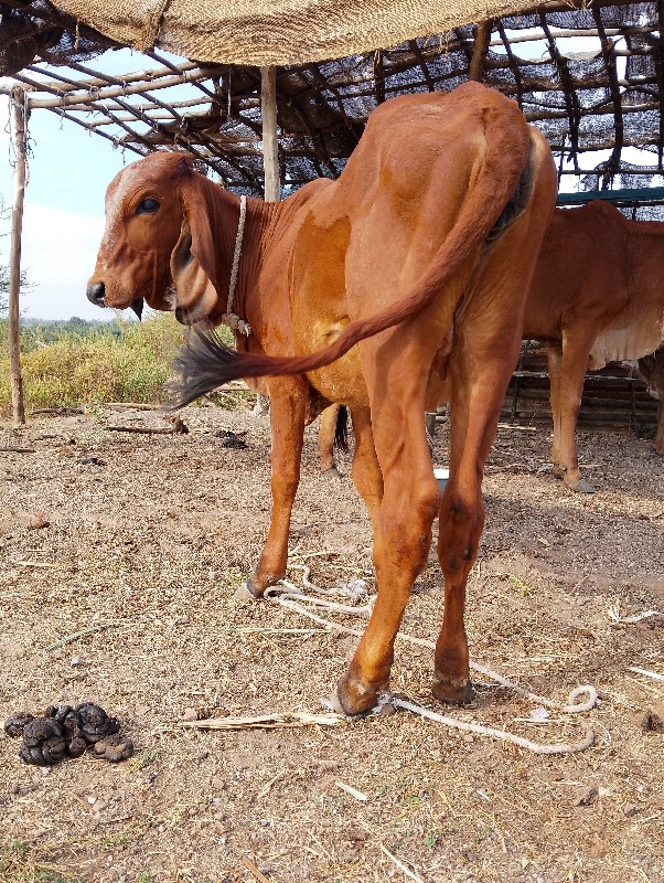 એક વર્ષ દિવસની