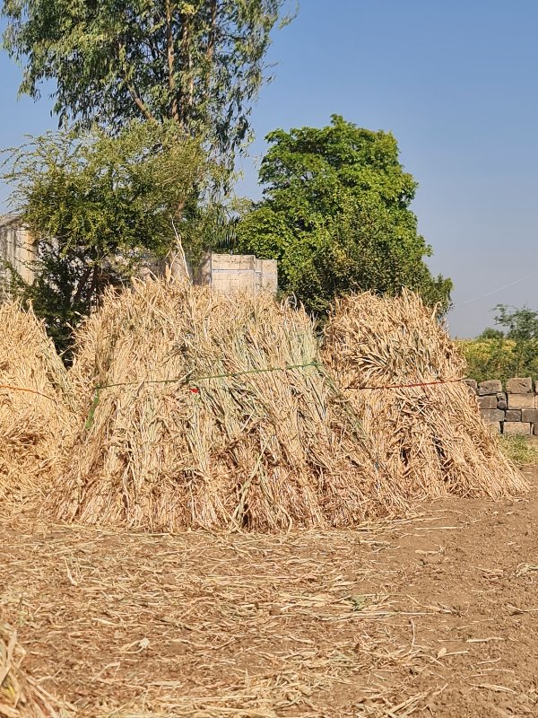 જુવાર ની નીણ