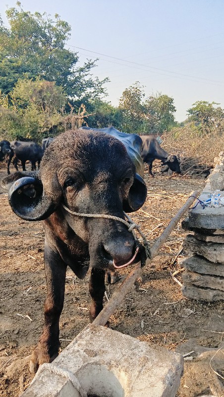 પાડો વેચવાનો છે...