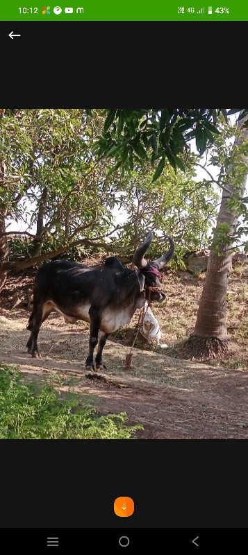 બરધ વેચવાના છે