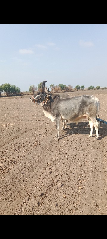 બળદ વેશવાના છે