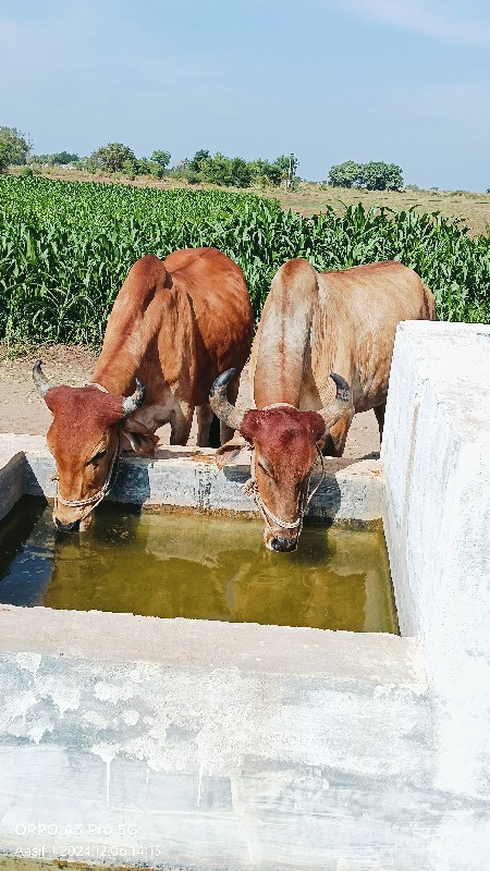 સાવસો જા બીજી બ...