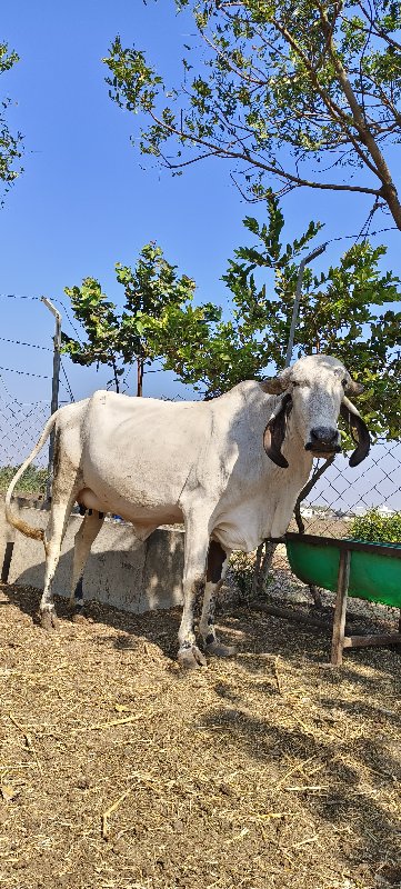 ગીર ગાય વેચવાની...