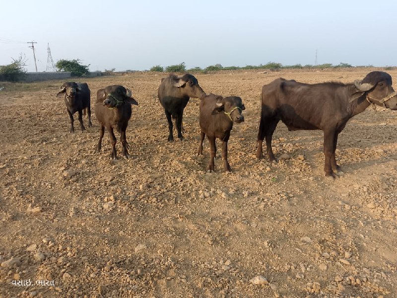 ટોટલ પાંચ વેચવા...