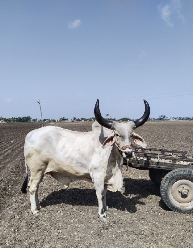 ગોધલો વેસવાનો સ...