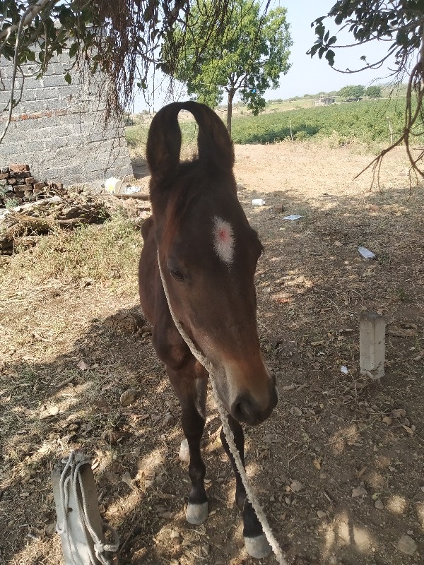 વછેરો દેવાનો છે...