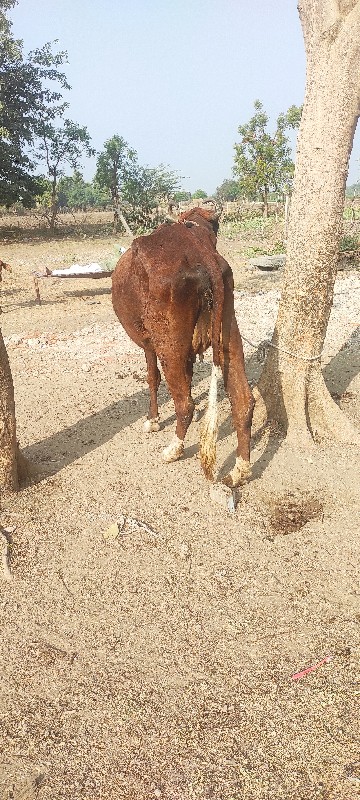 ગાયવેચવાનીછે