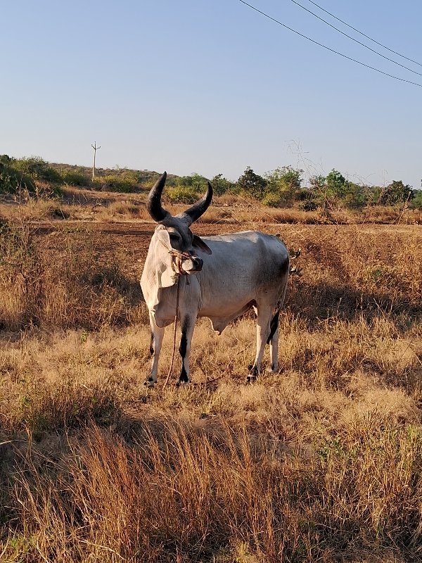 આપવાના