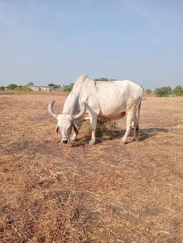 એક બળદ વેચવાનો...