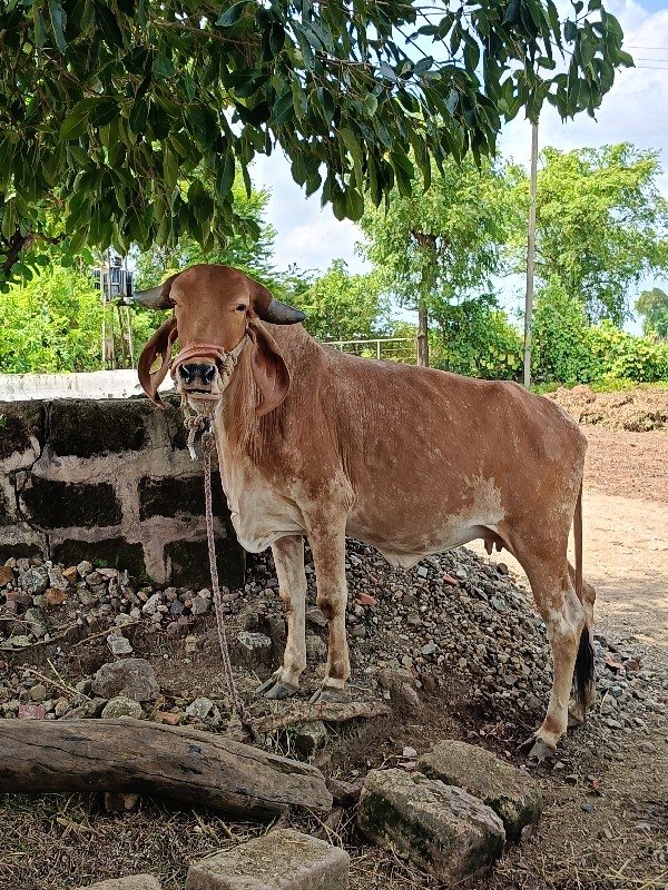 હોડકી વેચવાની છ...