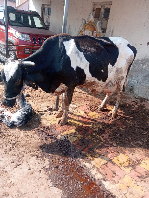 જર્સી ગાય વેચવા...