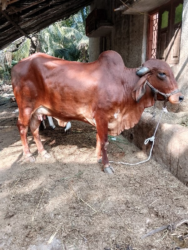 ગાય વેચ વાની છે...