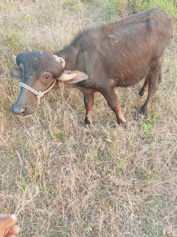 પાડો વેચવાનો છે