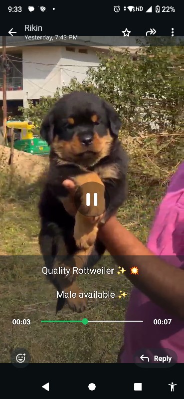 Rottweiler mail