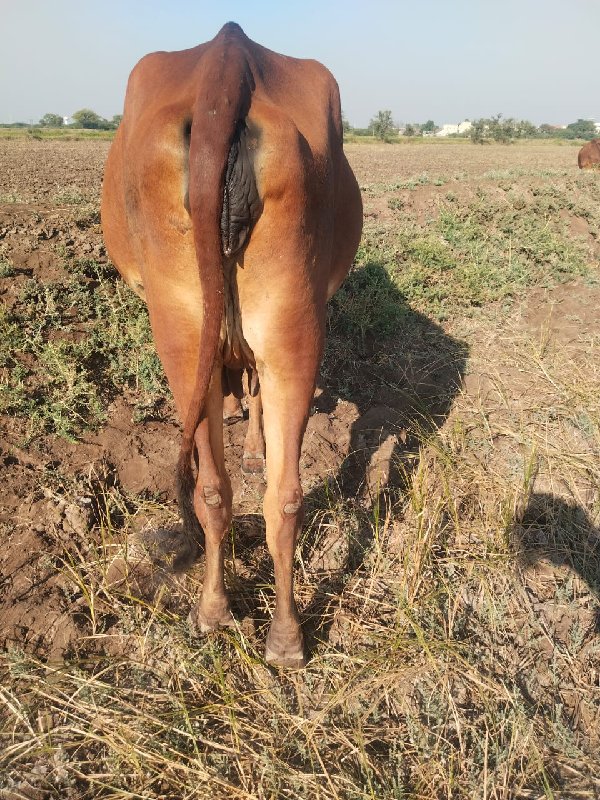 ગાય