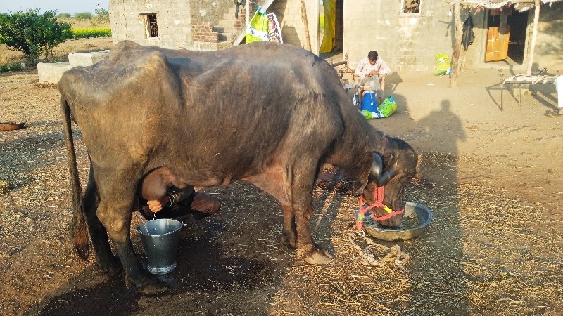 ભેંસ વેચવાની છે