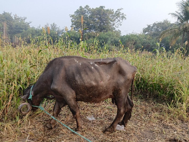 ભેંસ વેચવાની છે...