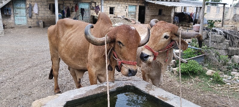 બળદ દેવાના છે