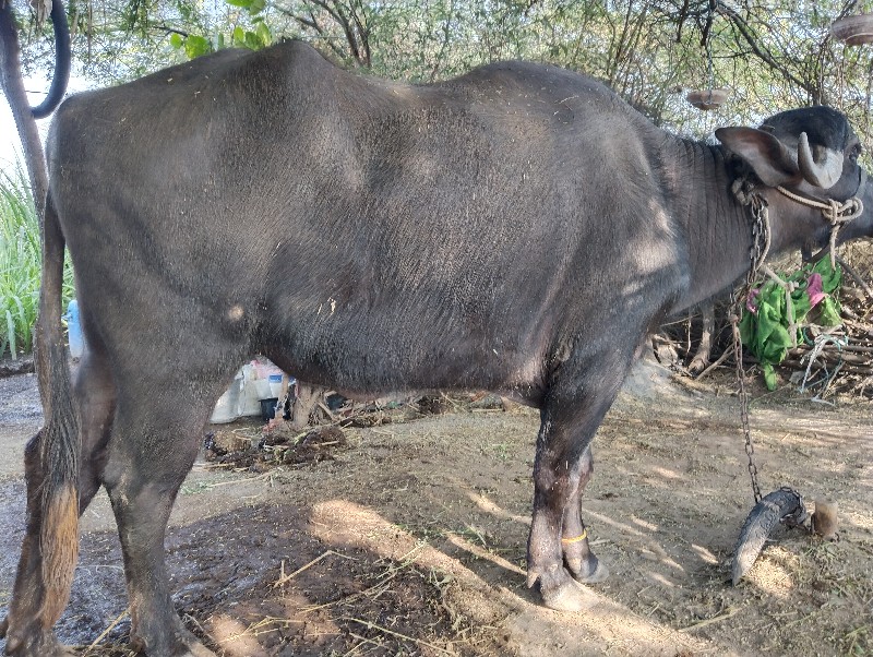 ખડેલી વેચવાની છ...