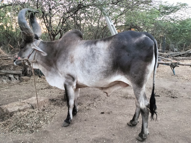 વેચવાનો છે ચોટલ...