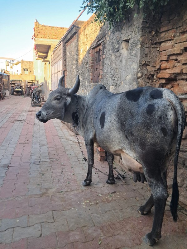 ગાય વેચવાની છે