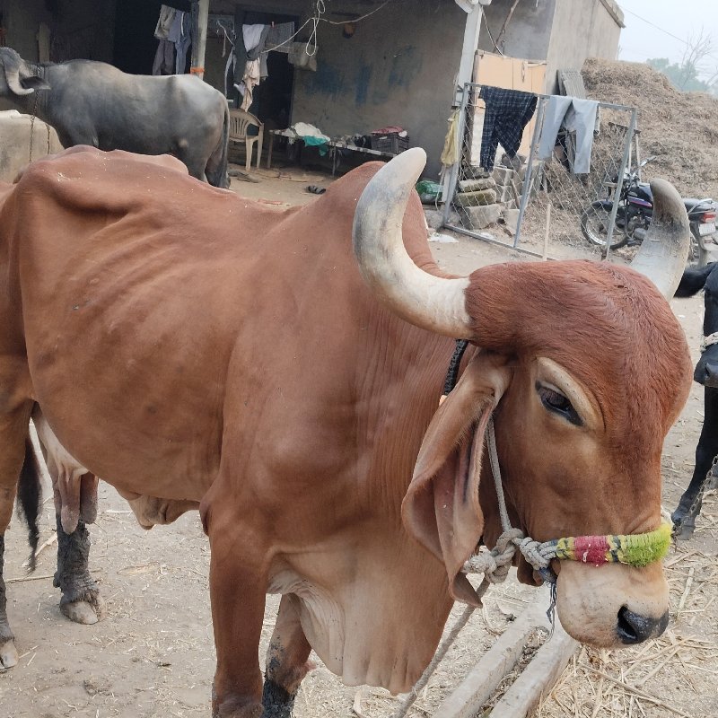 ગાય વેચવાની છે