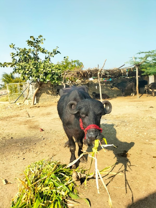 આ ભેંસો વેચવાની...