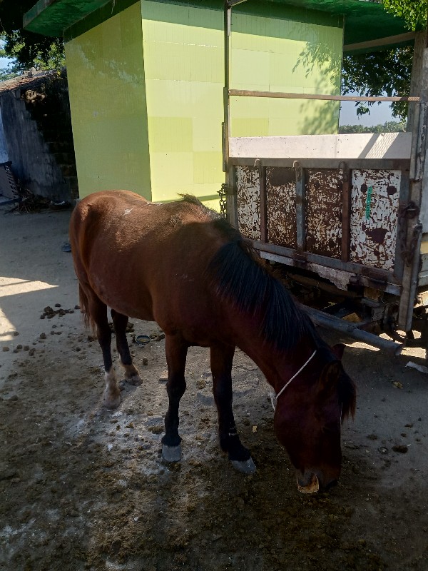 ઘોડો 🐎 છે