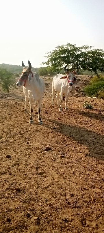 ગોઢલા વેચવાના છ...