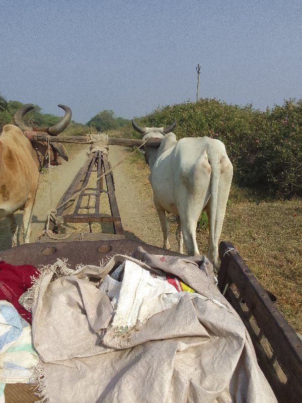 બળદ વેચવાના છે