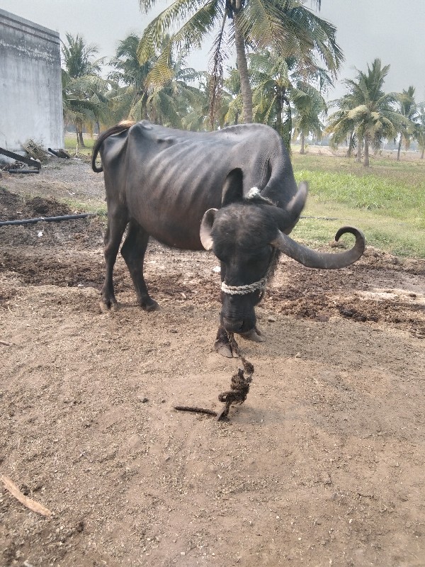 ભેસવેચવાનીછે