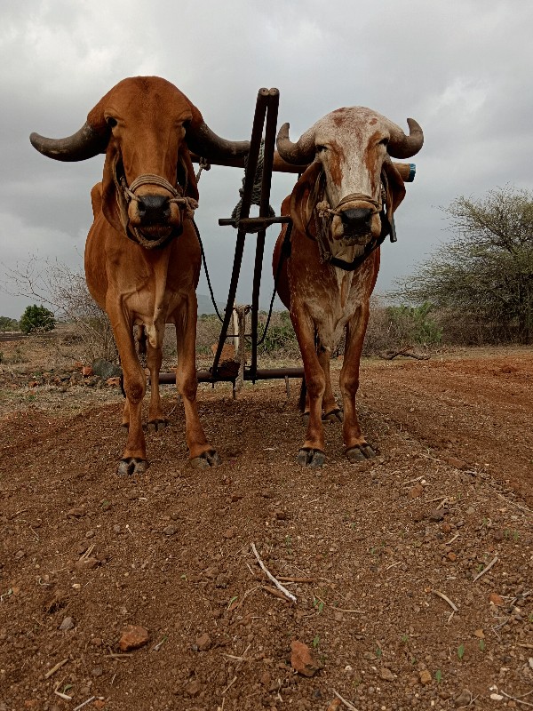 સાવ સોજા