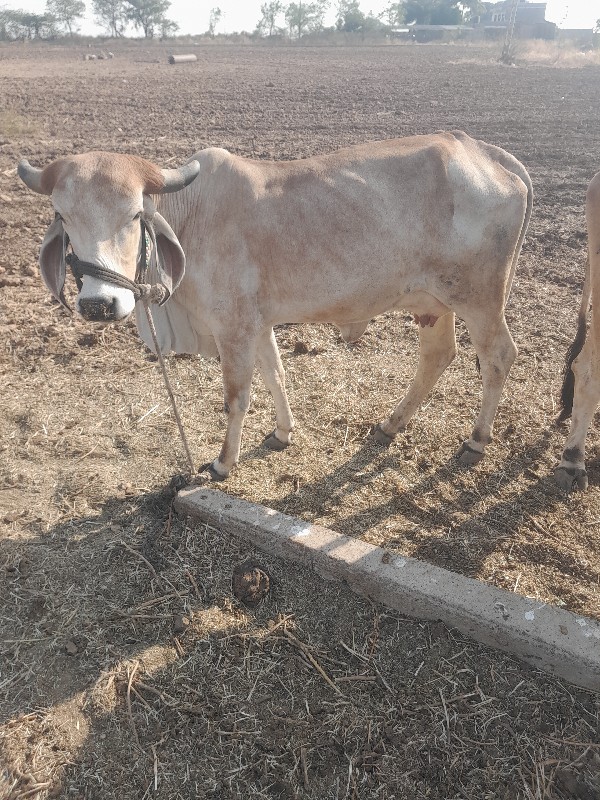 ગાય