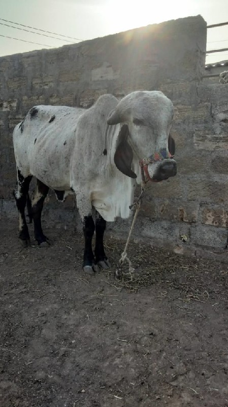 ગીર વાછડી 
વેચવ...