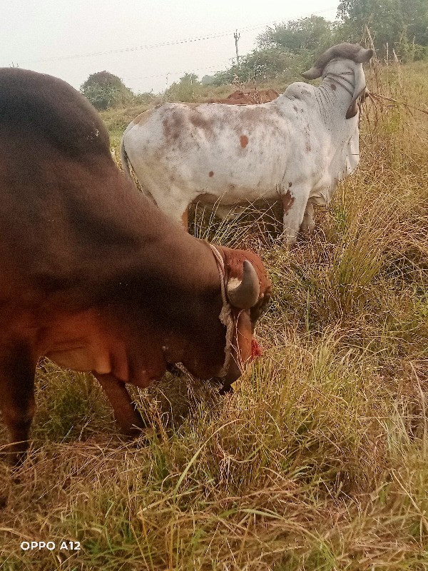 બીજોવાળો  ઞવસાળ...