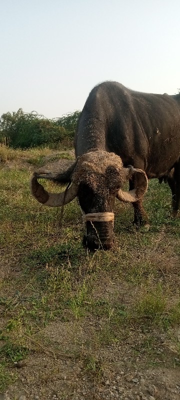 આ ભેસ વેચવાની છ...