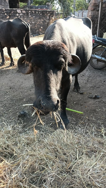 ભેંસ વેચવાની છે...