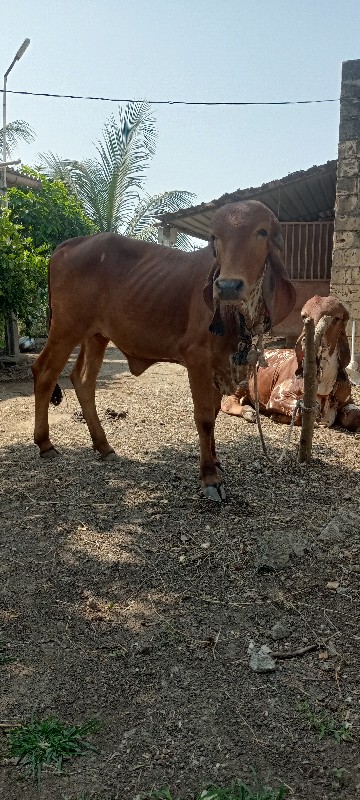 ગીર વાછડી વેચવા...