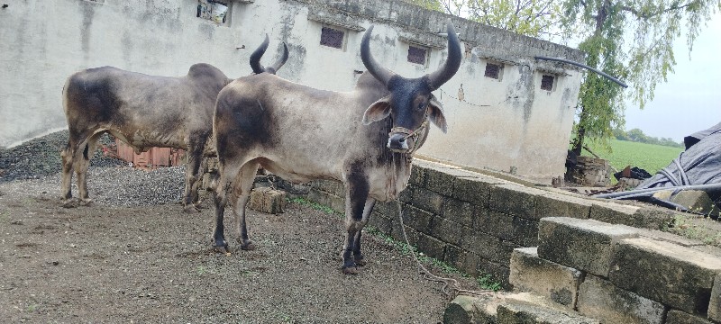 ગોઢલા વેચવાના છ...