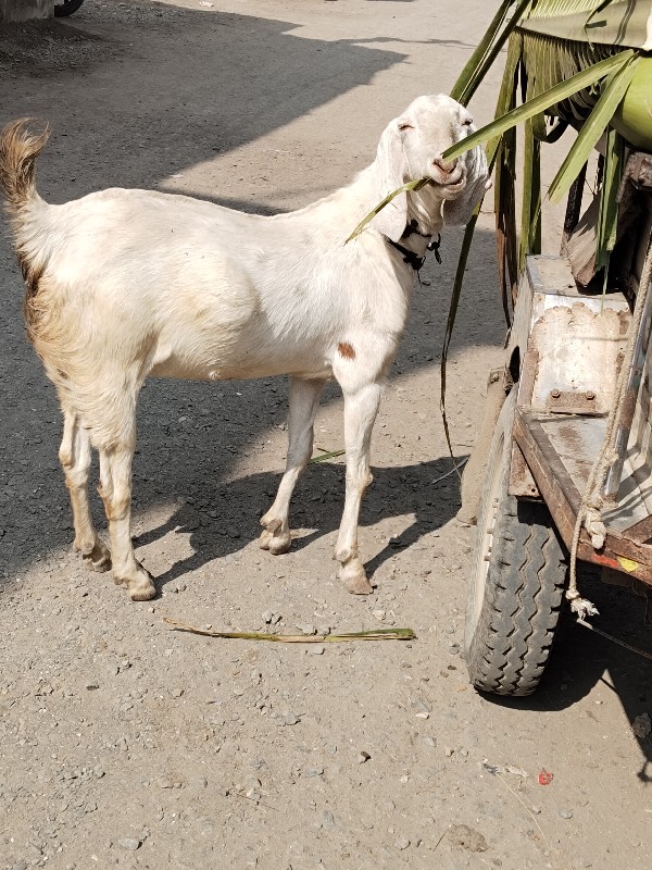 સોજીત બકરી વેચવ...