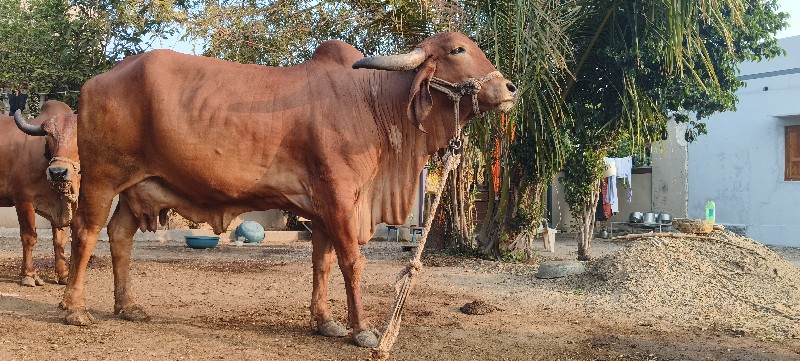 ગાય વેચવાની છે.