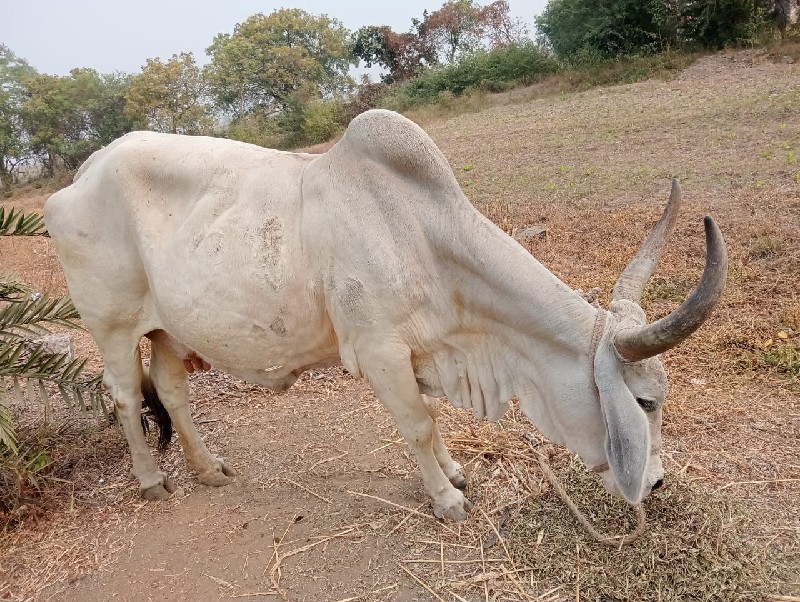 ગાય વેચવાની છે