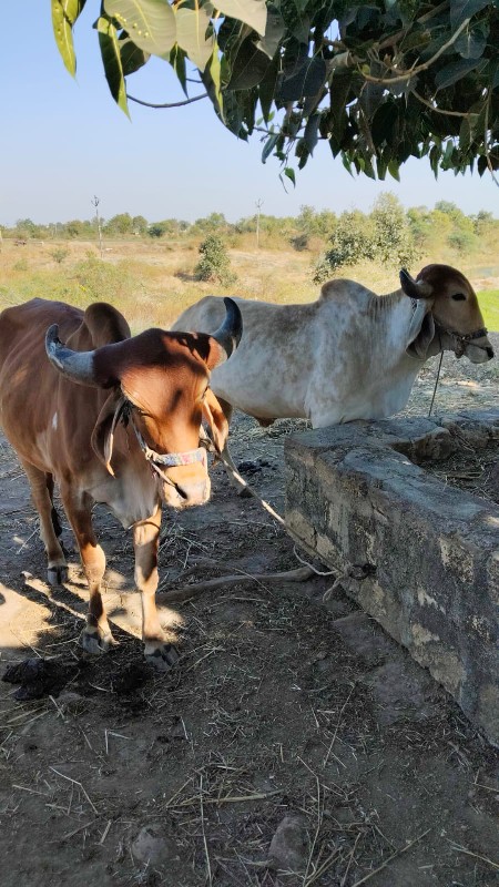 ગોંઢલા વેચવાના...