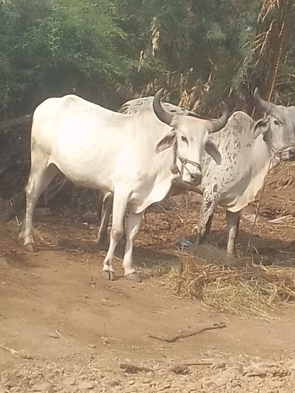 ગોદલા વેચવાના છ...