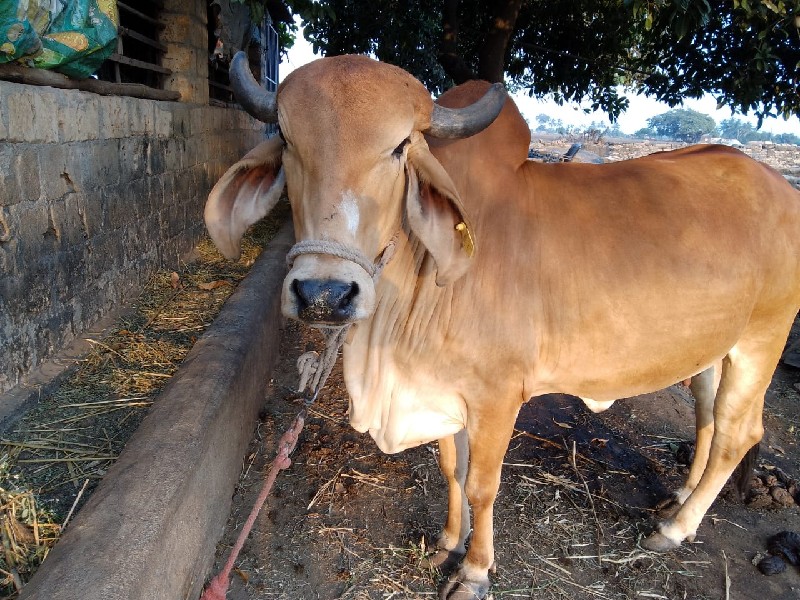 ગાય‌ વેચવાની છે