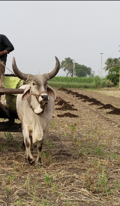 ગોધલો વેસવાનો સ...