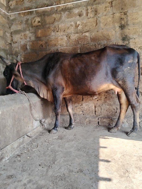 જરસીવોડકી પેલુવ...