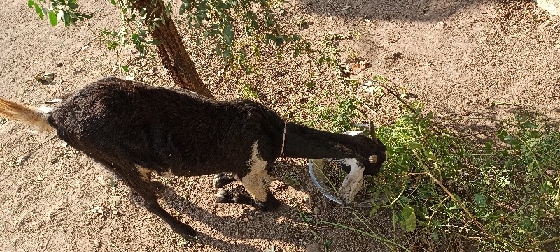 બકરી 3 બેસવા ની...