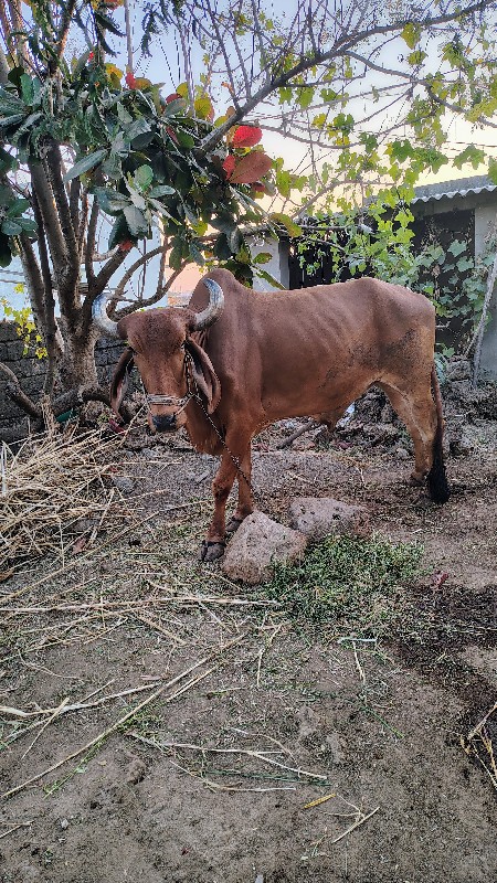 બ‌‌ળદ વેસવાના છ...