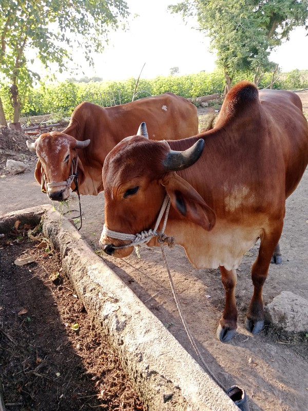 ગોઢલા વેચવાના છ...